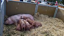Tierschau beim Bad Vilbeler Markt