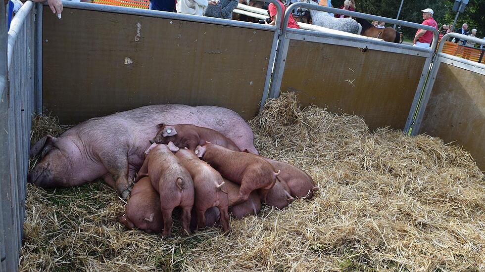 Tierschau beim Bad Vilbeler Markt