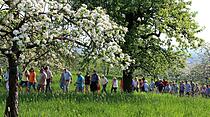 Kirschblütenwanderung des Obst- und Gartenbauvereins im Kirschenberg Ockstadt