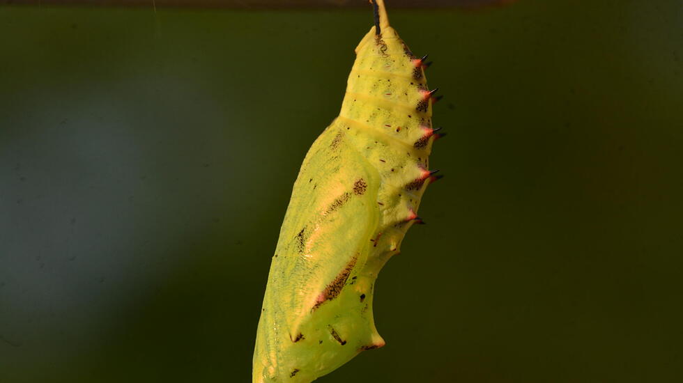 Die volle Blüte des Sommers - Atemberaubende Fotos unserer Leser