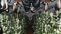Cannabis-Plantage in Bad Vilbel