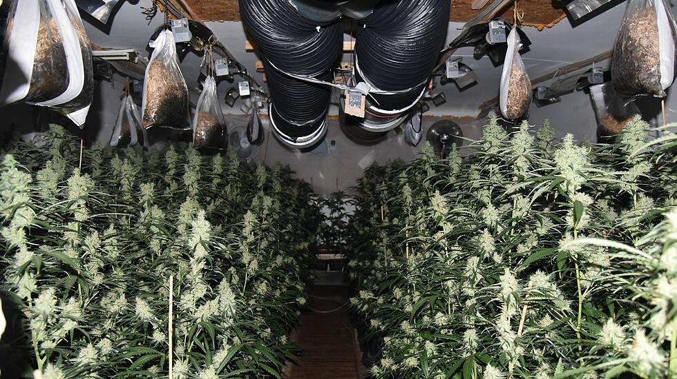 Cannabis-Plantage in Bad Vilbel