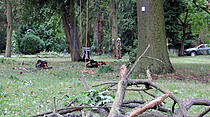 Baumarbeiten Alter Friedhof Gießen