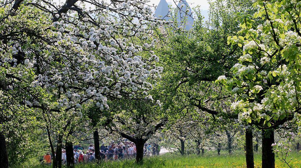 Kirschblütenwanderung