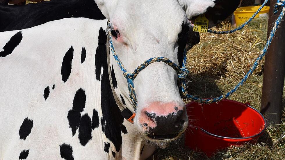 Tierschau beim Bad Vilbeler Markt