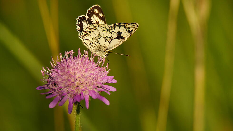 Die volle Blüte des Sommers - Atemberaubende Fotos unserer Leser