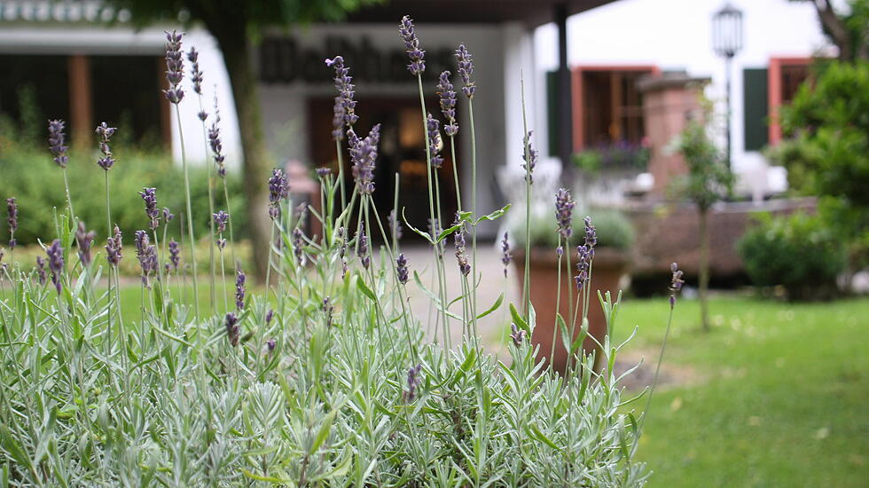 Der Streifzug zu Besuch im Landhotel Waldhaus in Laubach