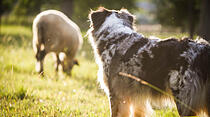 WACHHUND – Die Australian-Shepherd-Hündin Malou wacht im Abendlicht auf der Schafsweide über Schaf Karla. Halterin Mona Römer ist gleichzeitig auch die Fotografin.