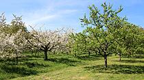 Kirschblütenwanderung Ockstadt