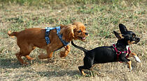 Hundeschule Butzbach