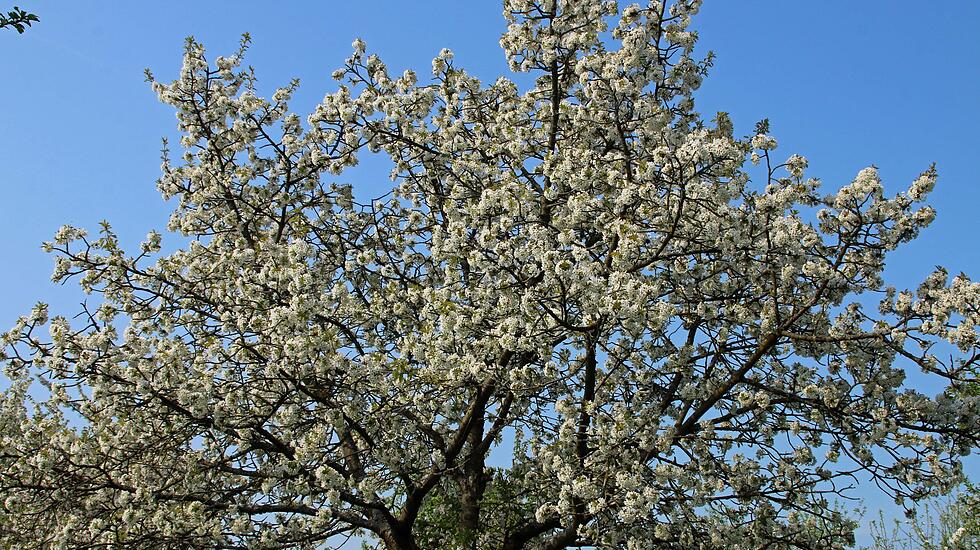 Kirschblütenwanderung des Obst- und Gartenbauvereins im Kirschenberg Ockstadt