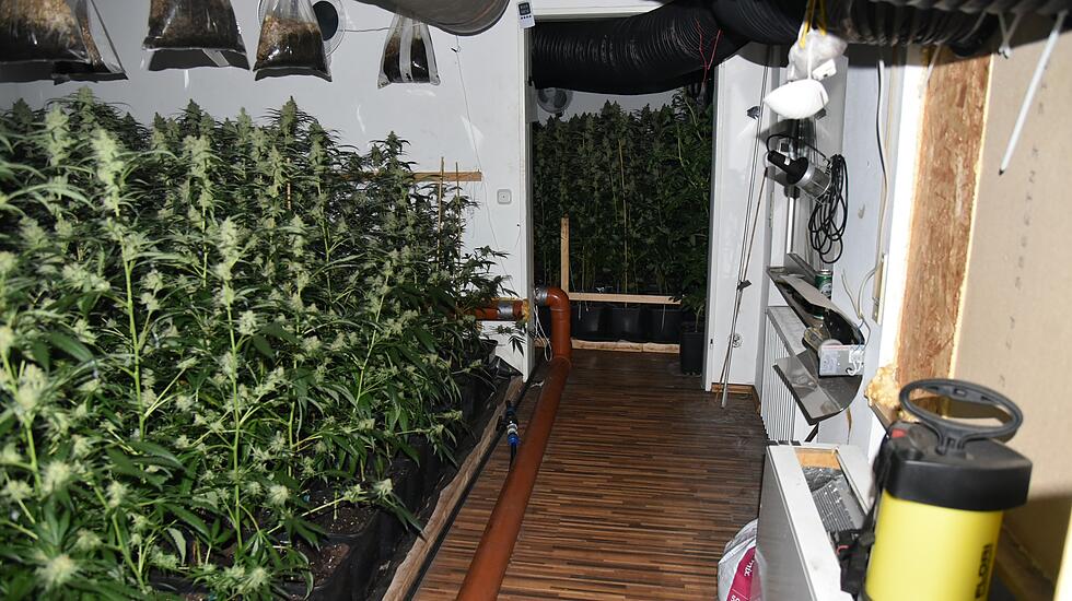 Cannabis-Plantage in Bad Vilbel