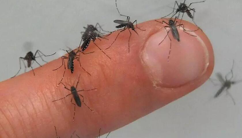 gikrei_mücken_finger_030824