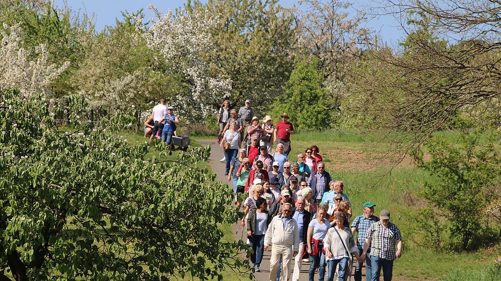 Kirschblütenwanderung