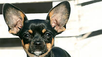 Hundeschule Butzbach