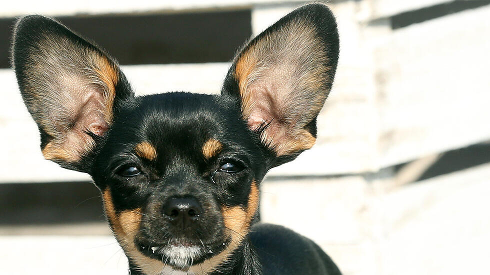 Hundeschule Butzbach