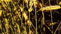 Die volle Blüte des Sommers - Atemberaubende Fotos unserer Leser