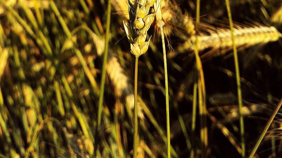 Die volle Blüte des Sommers - Atemberaubende Fotos unserer Leser