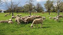 Tag der Schafschur in Ober-Mörlen