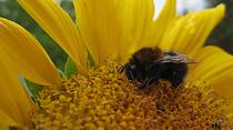 Die volle Blüte des Sommers - Atemberaubende Fotos unserer Leser