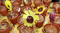 Herbstmarkt der Frauenwaldschule