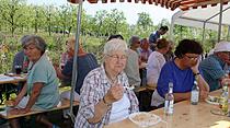 Kirschblütenwanderung des Obst- und Gartenbauvereins im Kirschenberg Ockstadt