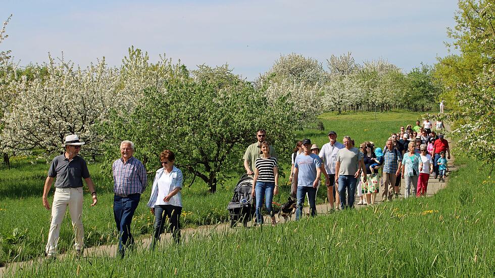 Kirschblütenwanderung