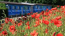 Die volle Blüte des Sommers - Atemberaubende Fotos unserer Leser