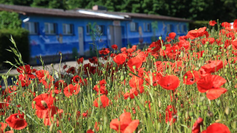 Die volle Blüte des Sommers - Atemberaubende Fotos unserer Leser