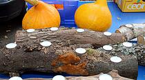 Herbstmarkt der Frauenwaldschule