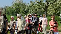 Kirschblütenwanderung des Obst- und Gartenbauvereins im Kirschenberg Ockstadt