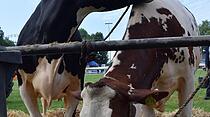Tierschau beim Bad Vilbeler Markt