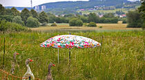 Oliver Schepps Foto der Woche