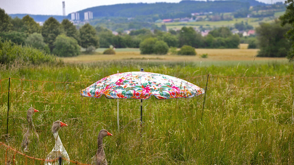 Oliver Schepps Foto der Woche