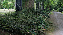 Baumarbeiten Alter Friedhof Gießen