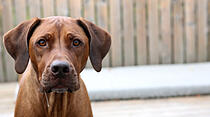 Hundeschule Butzbach