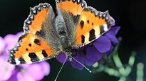 Die volle Blüte des Sommers - Atemberaubende Fotos unserer Leser