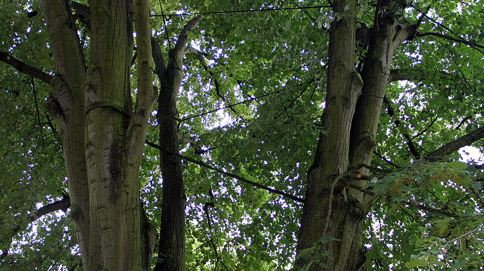 Baumarbeiten Alter Friedhof Gießen