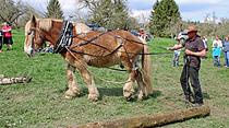 Tag der Schafschur in Ober-Mörlen