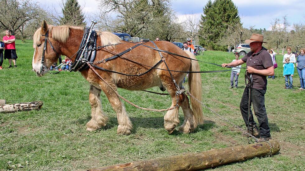 Tag der Schafschur in Ober-Mörlen