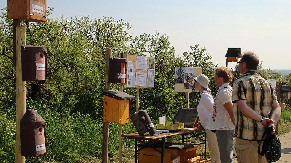 Kirschblütenwanderung des Obst- und Gartenbauvereins im Kirschenberg Ockstadt