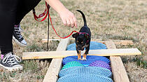 Hundeschule Butzbach