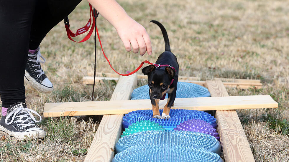Hundeschule Butzbach
